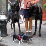 Dane and Chihuahua