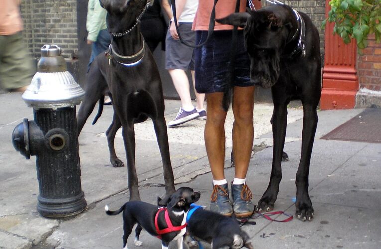 Why Do Big Dogs Die Younger? Scientists Discover New Clues in Their DNA